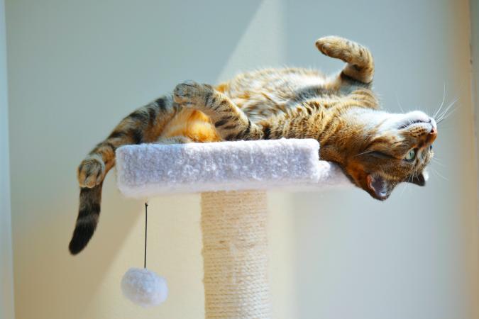 kitty playing in the sun