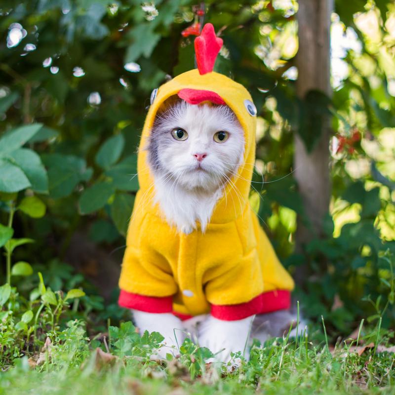 Silly Cats in Halloween Costumes LoveToKnow