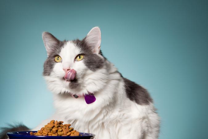 best cat food without fillers