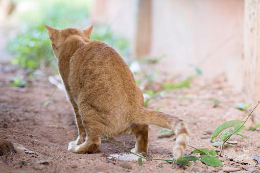 Male Cat Behavior Characteristics | LoveToKnow