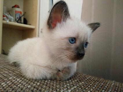 siamese adoption