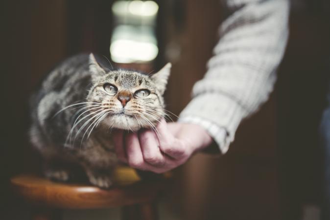 Mans hand stroking tabby cat