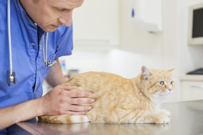 Veterinarian examining cat