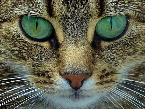 Close-Up Of Cat