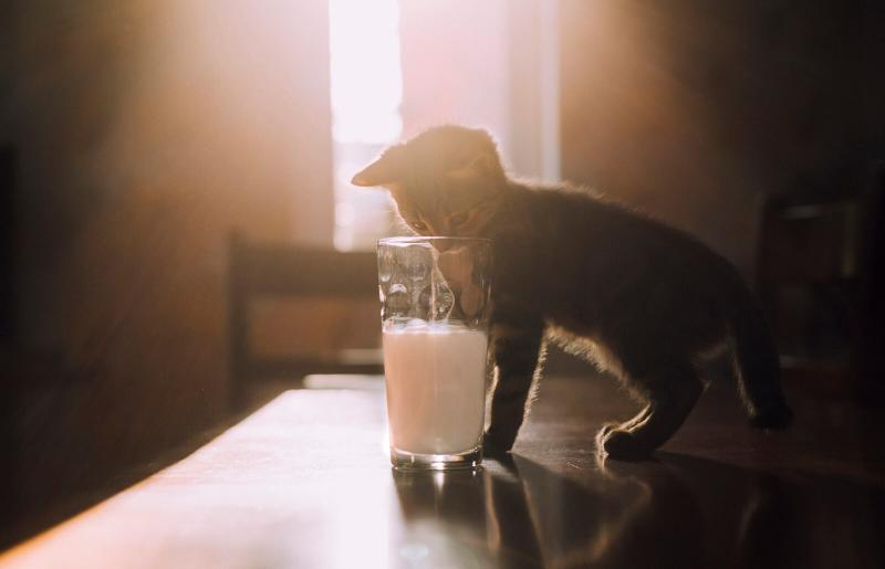 is milk ok for cats to drink