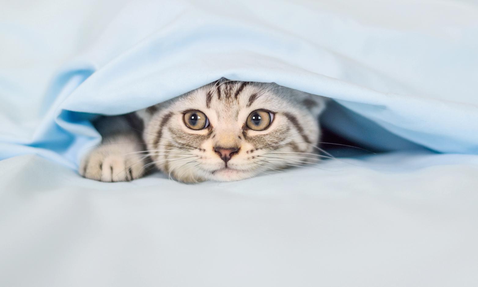 Can Cats Carry Bed Bugs LoveToKnow