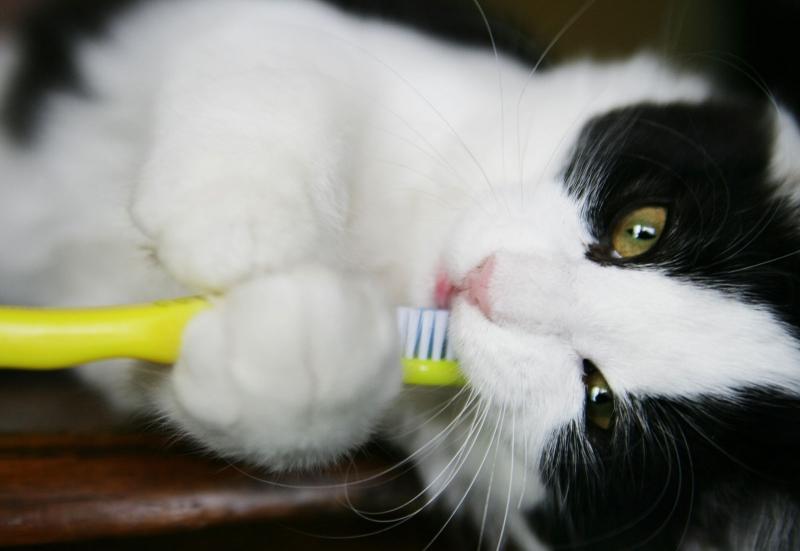 How to Brush Your Cat's Teeth LoveToKnow