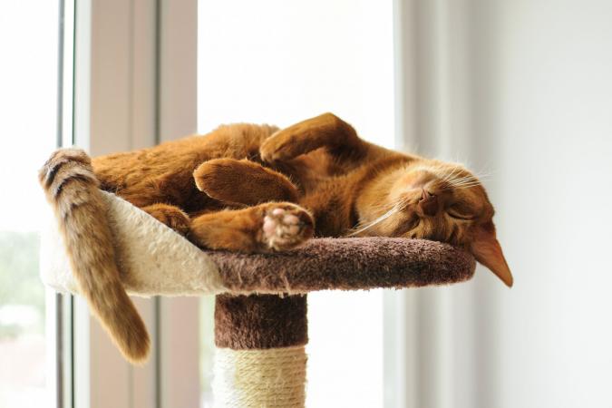 Cat lying on scratching post
