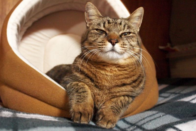 How to Pick a Cat Bed LoveToKnow