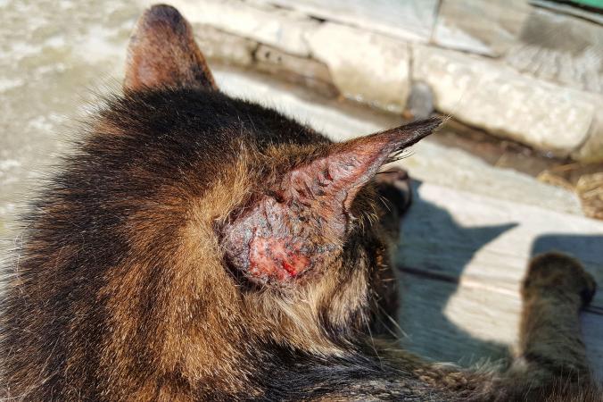 cat alopecia treatment