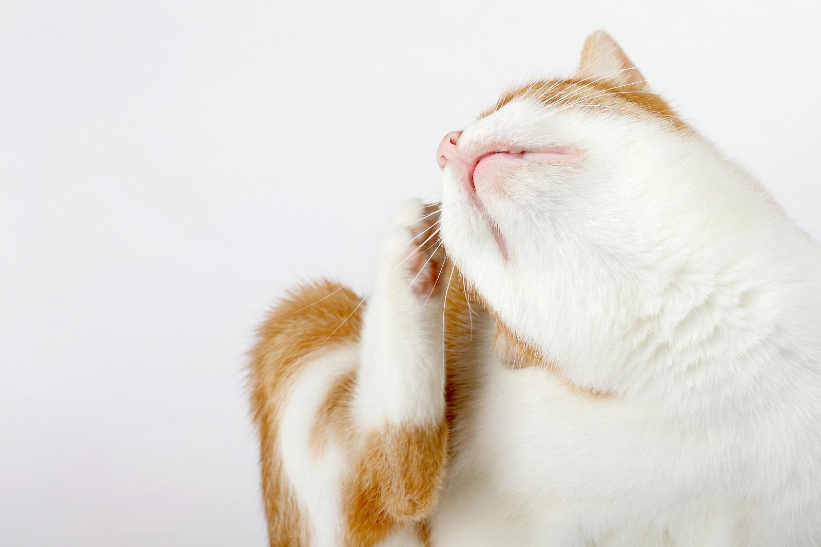 best flea treatment for cats with flea allergy