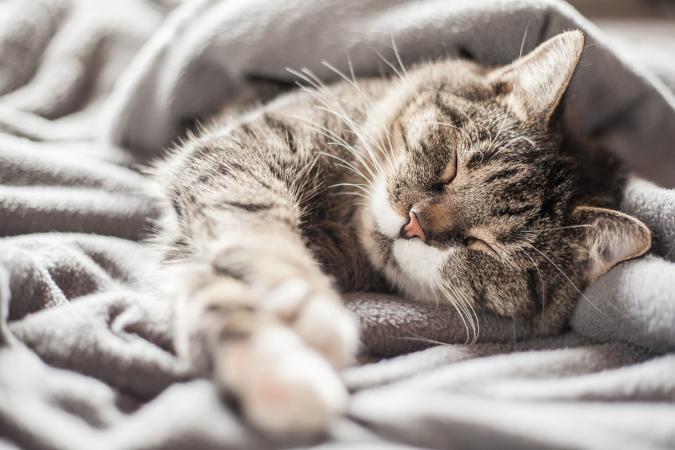 Senior cat asleep in blankets