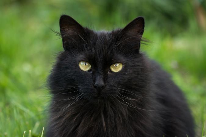 Fluffy Black Cat