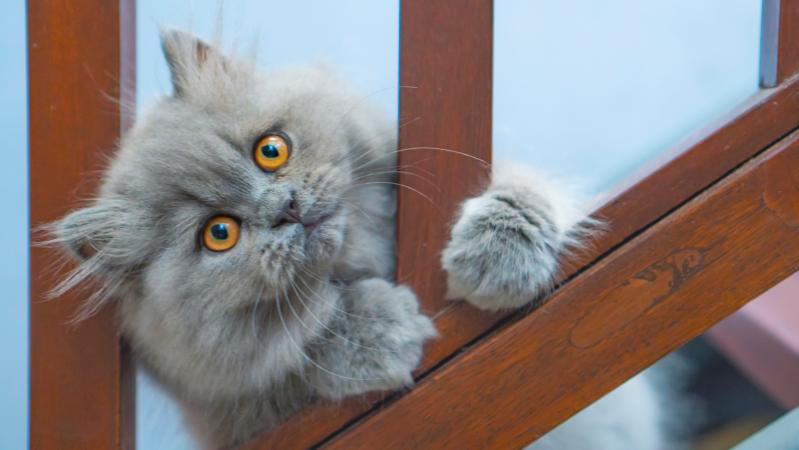 Characteristics And Care Of Persian Cats LoveToKnow