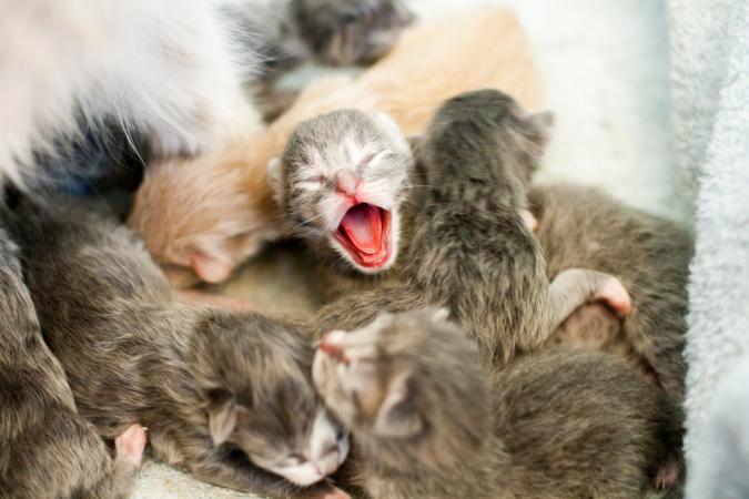 newborn and cats