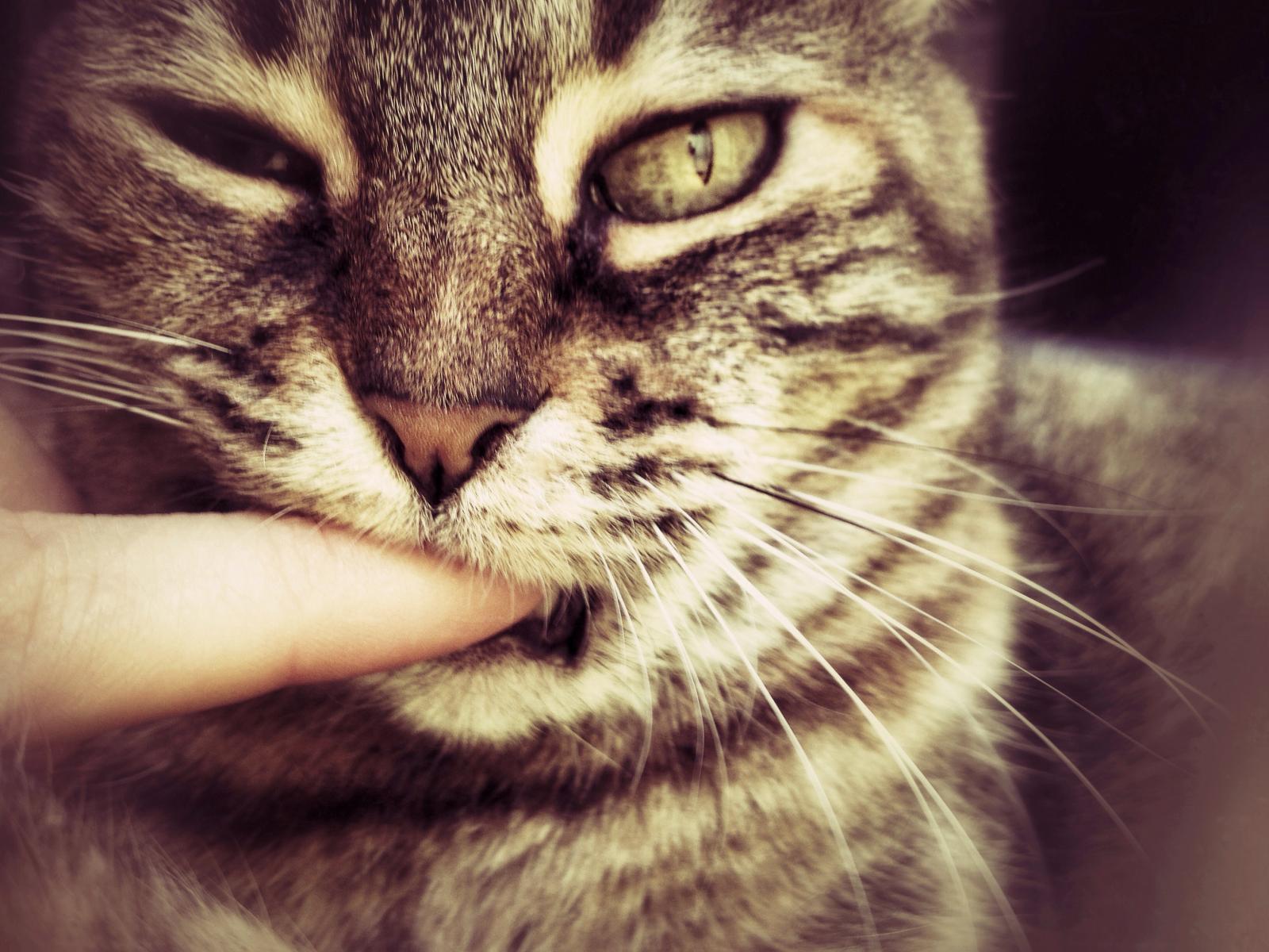 Cat bitting finger