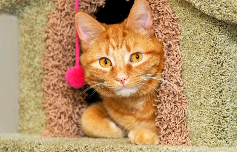 How To Build A Cat House Lovetoknow