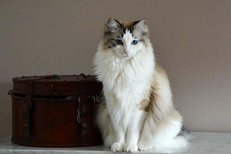 Kucing ragdoll shorthair Clearance