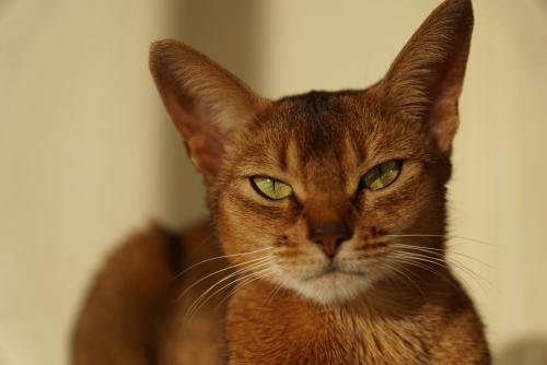 egyptian cat breeds