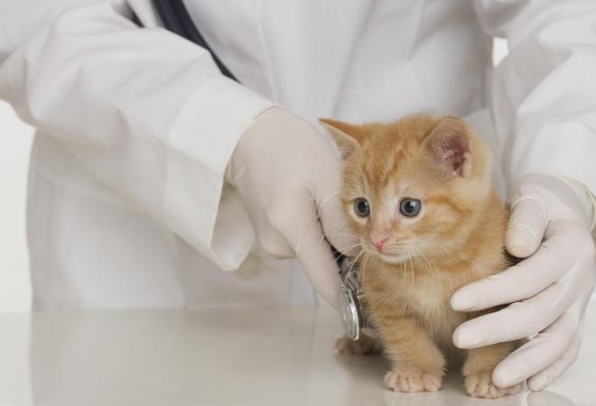 Orange tabby kitten receiving a vet exam