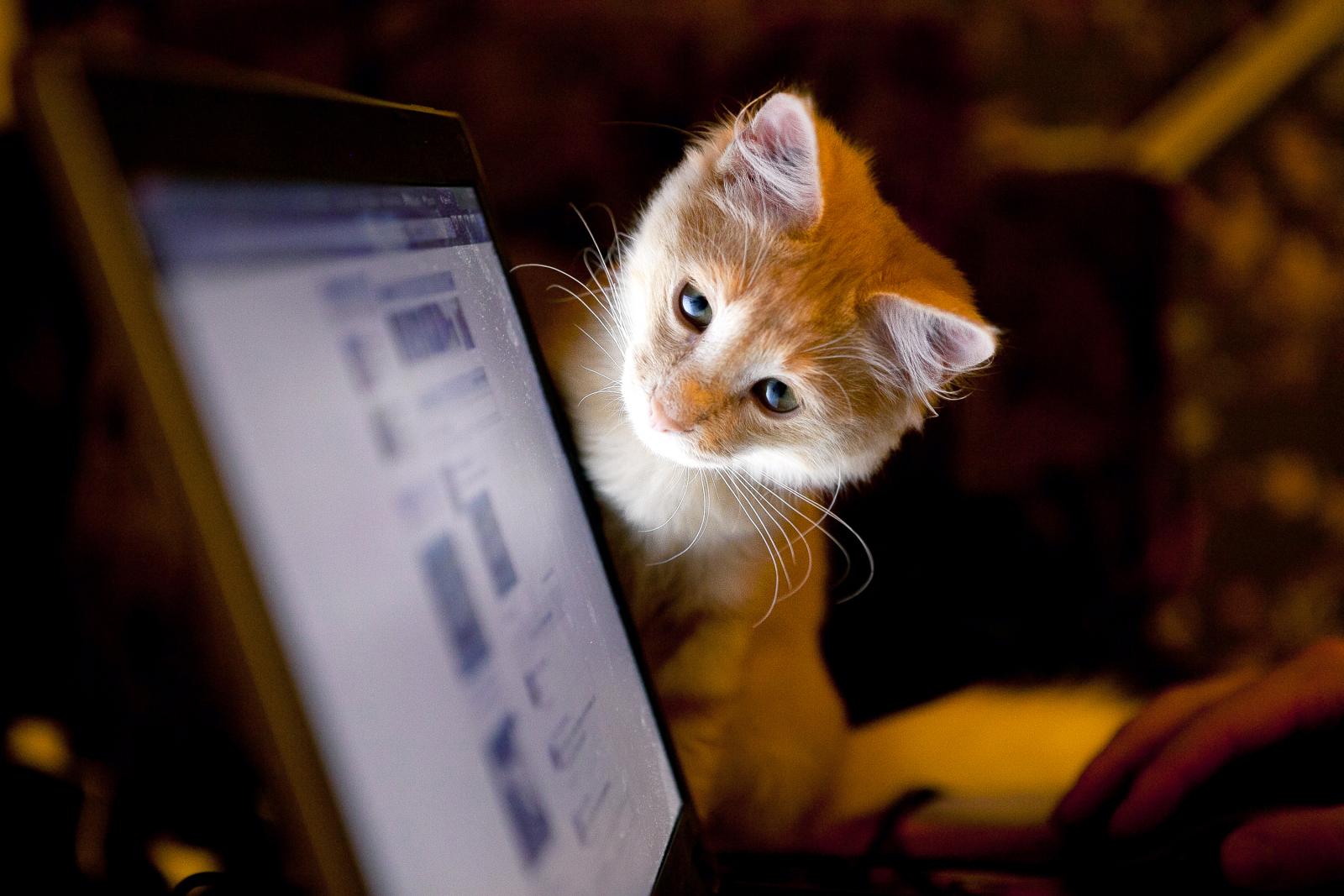 Cat and a computer