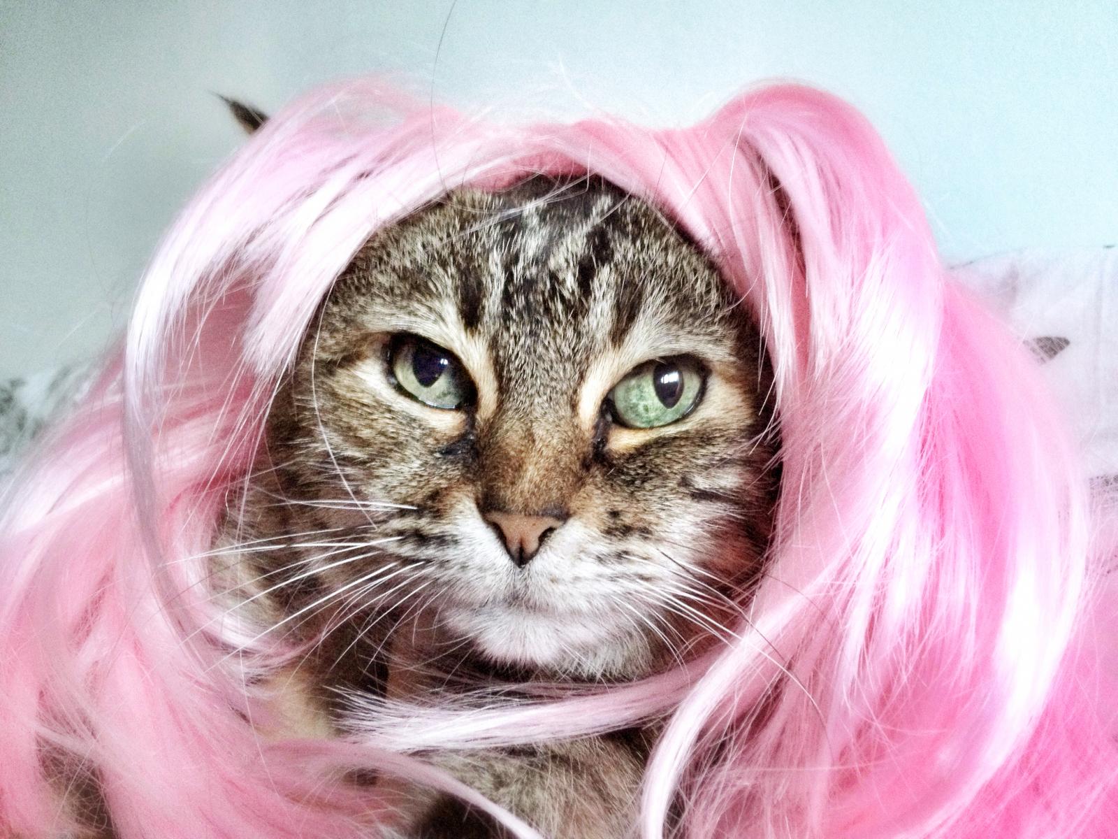 Cat wearing pink wig