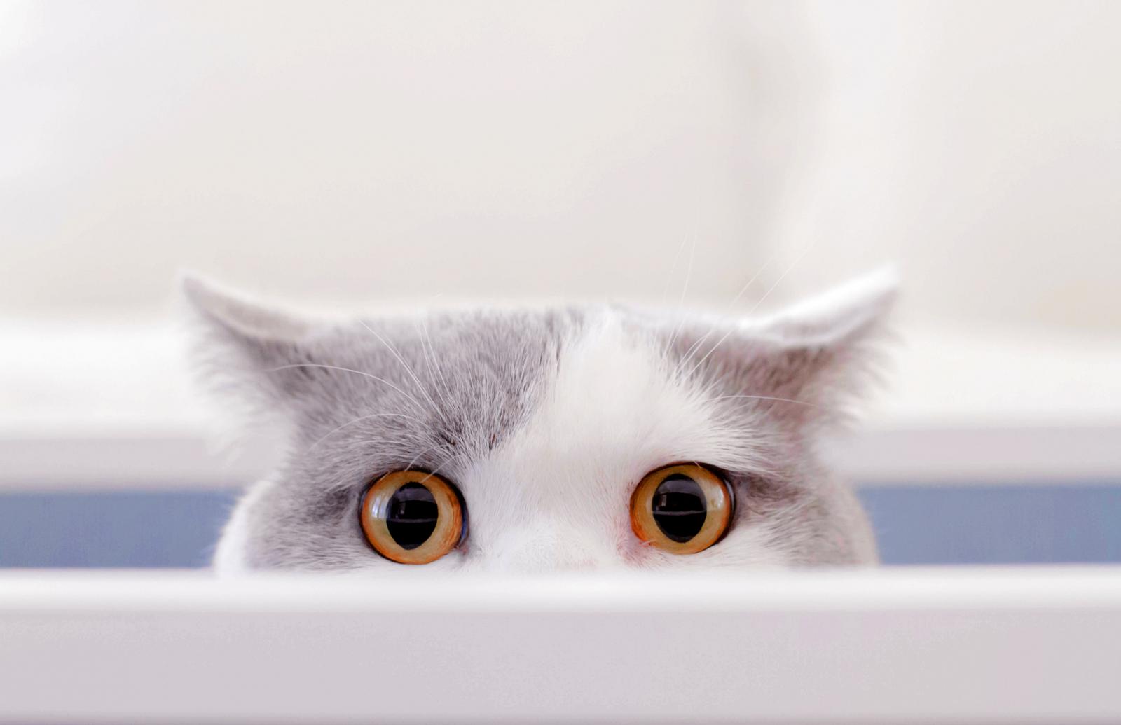 Cat in a box peeking out of a box