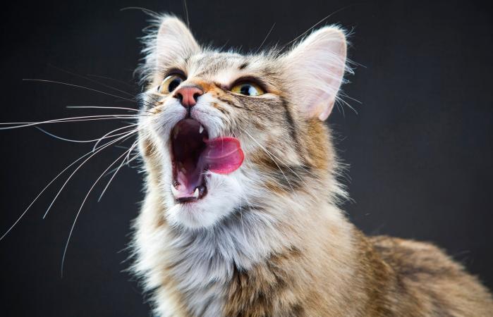 Portrait of a cat