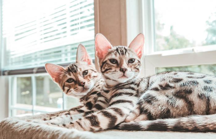 Bengal Kittens Looking At Camera