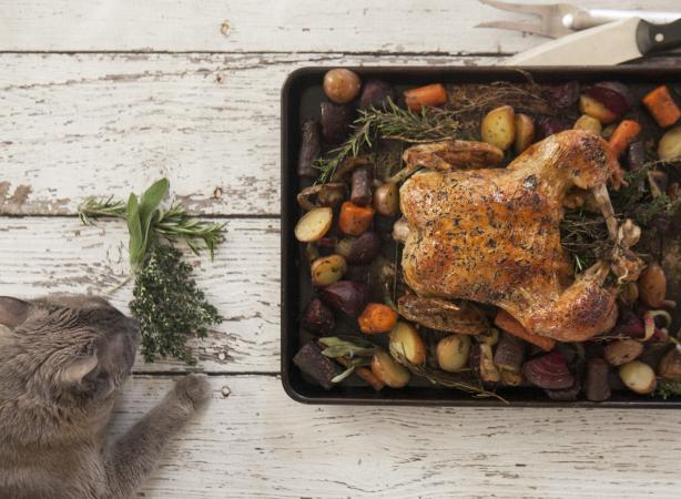 Cat beside a roast chicken