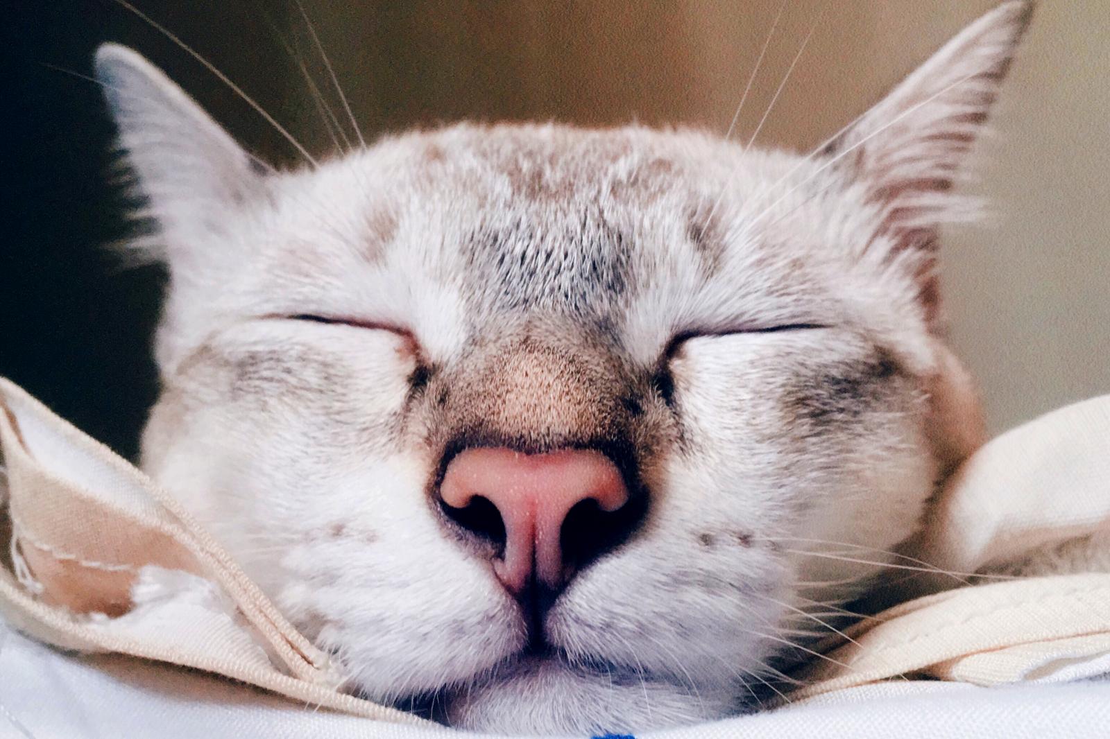 Cat sleeping