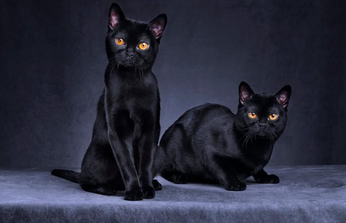 Black cats sitting together