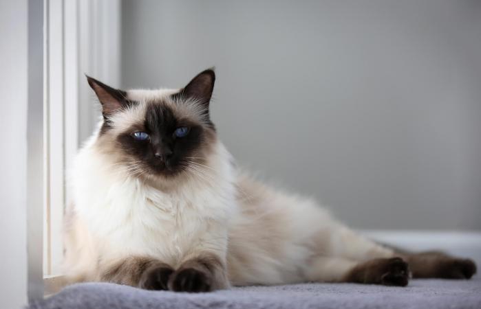 Chocolate Balinese Cat