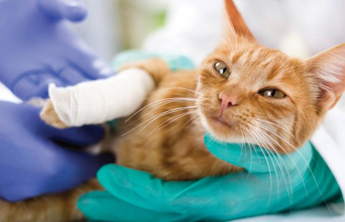 cat with broken leg