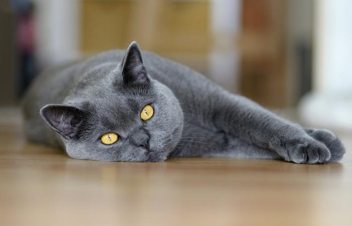 Chartreux Cat Lying On Floor
