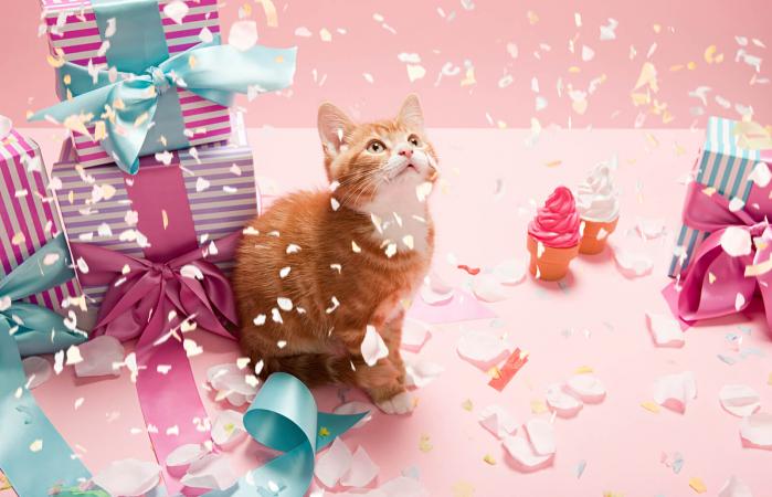 Kitten with confetti and gifts