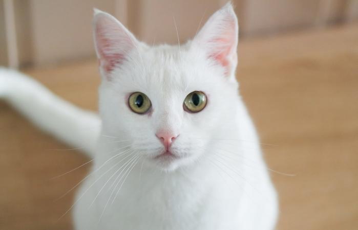 short eared cat breeds