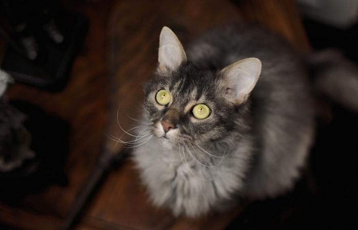 LaPerm cat with green eyes