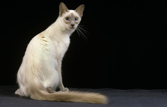 Javanese cat