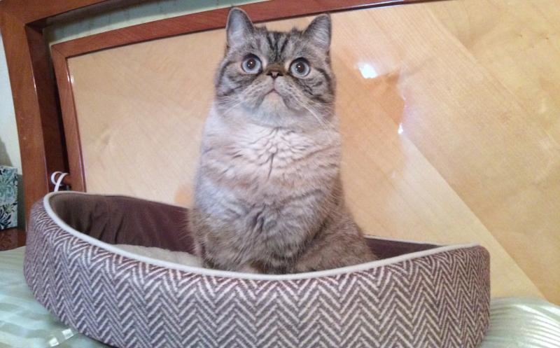 Tips For Washing Cat Bedding Lovetoknow Tips For Washing Cat Bedding Lovetoknow