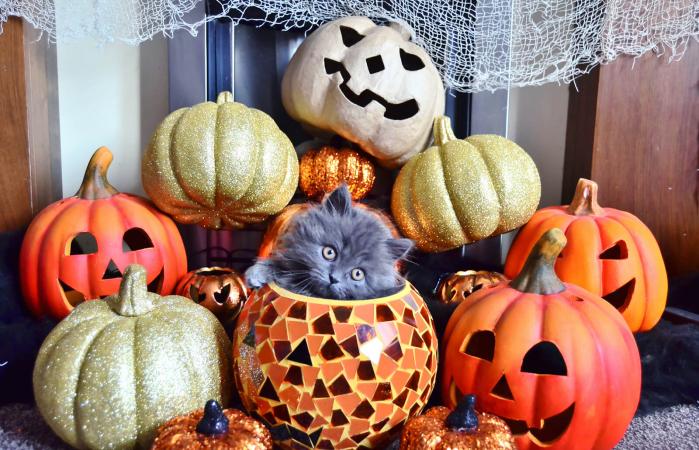 Cat and Halloween decorations
