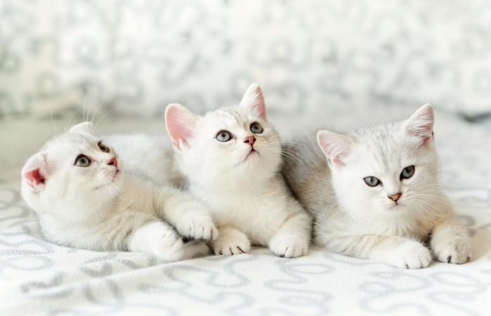 three kittens on sofa