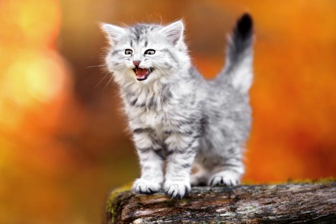 Meowing kitten in autumn
