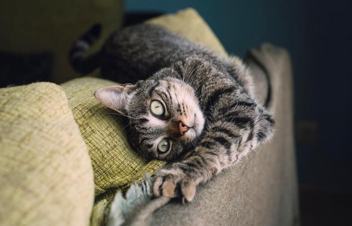 cat stretching on a couch