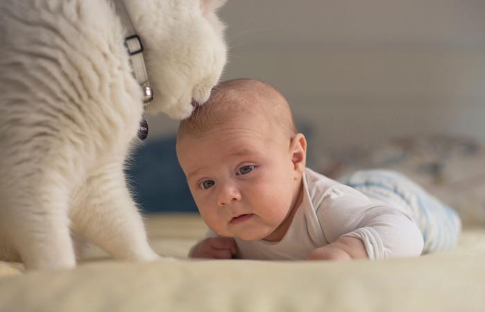 cat licking baby hair