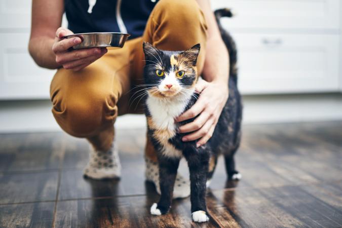 Woman feeding for her cat