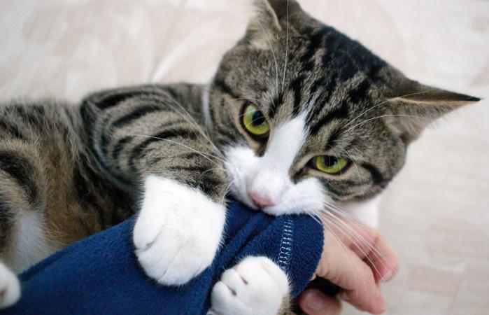 Cats Suck on Clothes