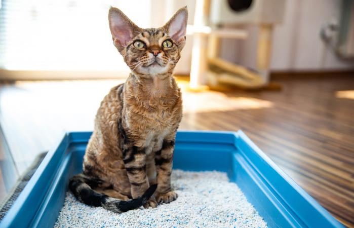 Cat Sitting in Litter Box