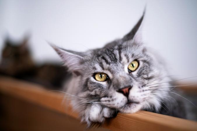 Maine coon cat