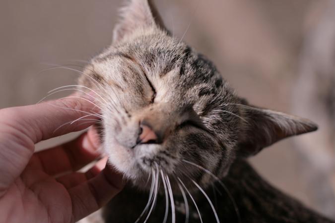 Petting cat underneath chin
